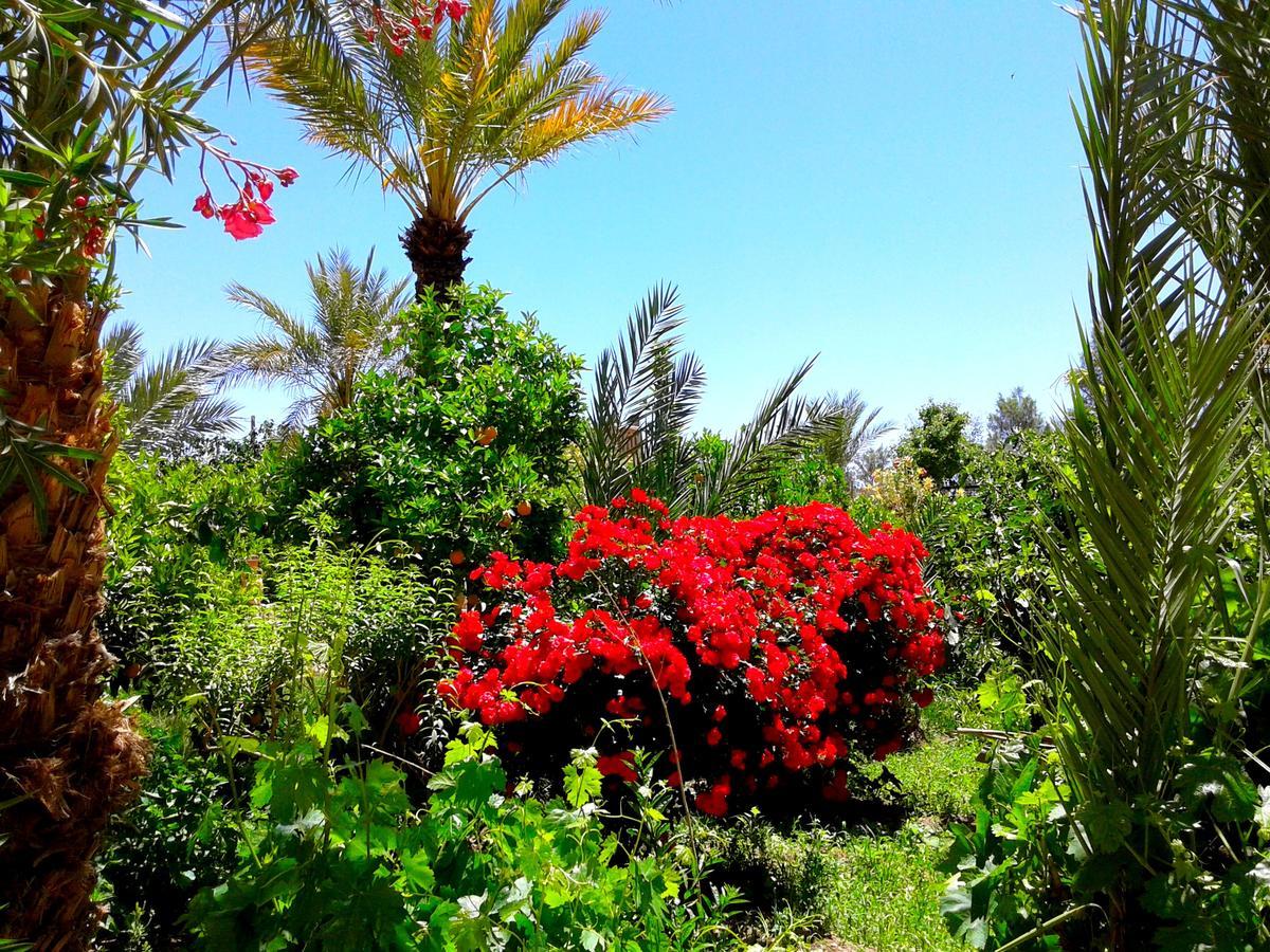 Auberge Kasbah Tiriguioute Skoura Bagian luar foto